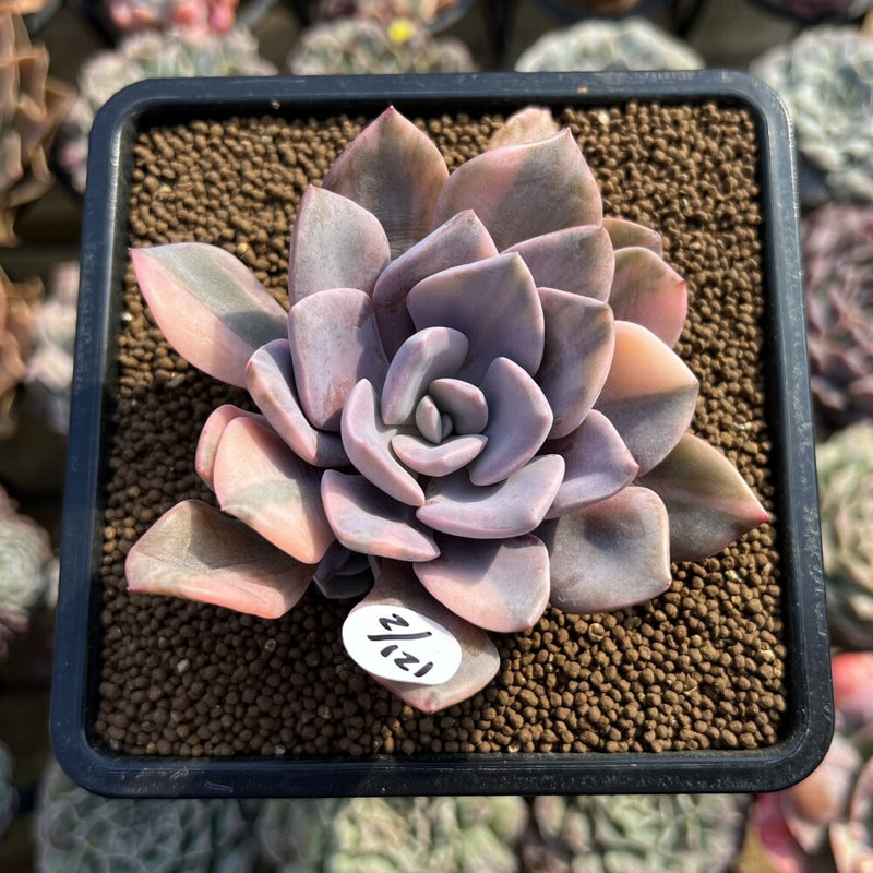 graptoveria debbie succulent Graptoveria 'Debbie' Variegated 3"-4" Succulent Plant Cutting – True Succulents  Plant Co