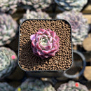Echeveria sp. 1" Succulent Plant Cutting