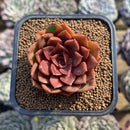 Echeveria 'Mina' 2" Succulent Plant Cutting
