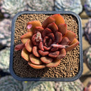 Echeveria 'Mina' 2" Succulent Plant Cutting