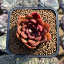 Echeveria 'Mina' 2" Succulent Plant Cutting