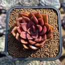 Echeveria 'Mina' 2" Succulent Plant Cutting