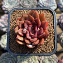 Echeveria 'Mina' 2" Succulent Plant Cutting