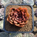 Echeveria 'Mina' 2" Succulent Plant Cutting
