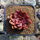 Echeveria 'Mina' 2" Succulent Plant Cutting