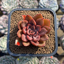 Echeveria 'Mina' 2" Succulent Plant Cutting