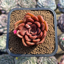 Echeveria 'Mina' 2" Succulent Plant Cutting