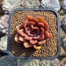Echeveria 'Mina' 2" Succulent Plant Cutting