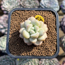 Echeveria 'Pretty Woman' 2" Succulent Plant Cutting