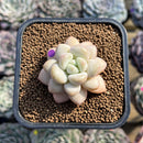 Echeveria 'Pretty Woman' 2" Succulent Plant Cutting