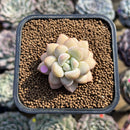 Echeveria 'Pretty Woman' 2" Succulent Plant Cutting