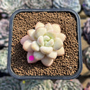 Echeveria 'Pretty Woman' 2" Succulent Plant Cutting