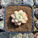 Echeveria 'Pretty Woman' 2" Succulent Plant Cutting