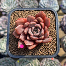 Echeveria 'Vasilisa' 2" Succulent Plant Cutting