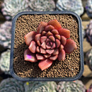 Echeveria 'Vasilisa' 2" Succulent Plant Cutting