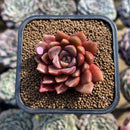 Echeveria 'Vasilisa' 2" Succulent Plant Cutting