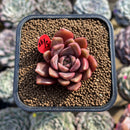 Echeveria 'Vasilisa' 2" Succulent Plant Cutting