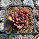 Echeveria 'Vasilisa' 2" Succulent Plant Cutting