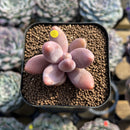 Pachysedum 'Ganzhou' 1"-2" Succulent Plant Cutting
