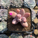 Pachysedum 'Ganzhou' 1"-2" Succulent Plant Cutting
