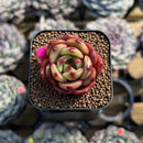 Echeveria 'Salu' 1" Succulent Plant Cutting
