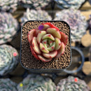 Echeveria 'Salu' 1" Succulent Plant Cutting
