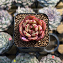Echeveria 'Salu' 1" Succulent Plant Cutting