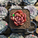 Echeveria 'Salu' 1" Succulent Plant Cutting
