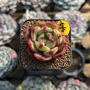Echeveria 'Salu' 1" Succulent Plant Cutting