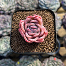Echeveria 'White Gilva' 1" Succulent Plant Cutting