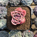 Echeveria 'White Gilva' 1" Succulent Plant Cutting