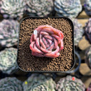 Echeveria 'White Gilva' 1" Succulent Plant Cutting