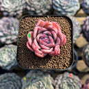 Echeveria 'White Gilva' 1" Succulent Plant Cutting
