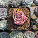 Echeveria 'White Gilva' 1" Succulent Plant Cutting