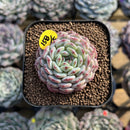 Echeveria 'White Farm' Type B 2" Succulent Plant Cutting