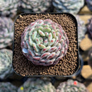 Echeveria 'White Farm' Type B 2" Succulent Plant Cutting
