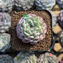 Echeveria 'White Farm' Type B 2" Succulent Plant Cutting