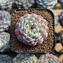 Echeveria 'White Farm' Type B 2" Succulent Plant Cutting
