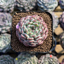 Echeveria 'White Farm' Type B 2" Succulent Plant Cutting