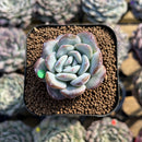 Echeveria 'Milk Rose' 1"-2" Succulent Plant Cutting