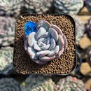 Echeveria 'Milk Rose' 1"-2" Succulent Plant Cutting