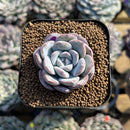 Echeveria 'Milk Rose' 1"-2" Succulent Plant Cutting