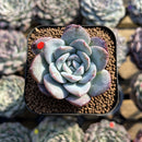 Echeveria 'Milk Rose' 1"-2" Succulent Plant Cutting