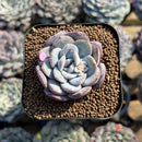 Echeveria 'Milk Rose' 1"-2" Succulent Plant Cutting