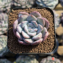 Echeveria 'Milk Rose' 1"-2" Succulent Plant Cutting