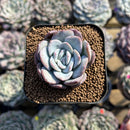 Echeveria 'Milk Rose' 1"-2" Succulent Plant Cutting
