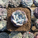 Echeveria 'Milk Rose' 1"-2" Succulent Plant Cutting