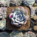 Echeveria 'Milk Rose' 1"-2" Succulent Plant Cutting