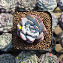 Echeveria 'Milk Rose' 1"-2" Succulent Plant Cutting