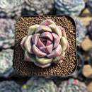 Echeveria 'Glamrin' 1"-2" Succulent Plant Cutting